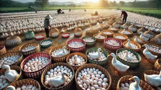 Free Range Duck Farming - Egg Collection and Egg Duck Business.