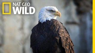 Bald Eagle Feeding Frenzy | United States of Animals