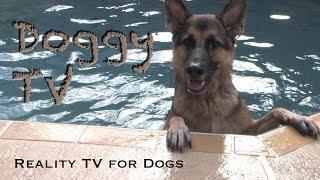 Dog TV 1 - Reality TV for Dogs