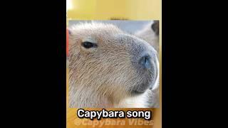 Capybara song