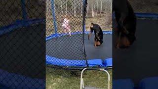 Toddler and Doggy Enjoy Trampoline Time Together || ViralHog