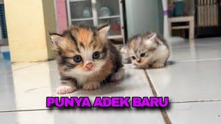 ANAK KUCING MUNCHKIN BALAPAN LARI DAN KETEMU SI ABU