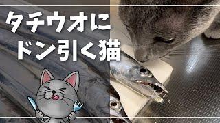 あなたのためにタチウオ釣ってきましたｗ【ロシアンブルー】猫