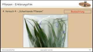 Pflanzen - Erklärungsfilm