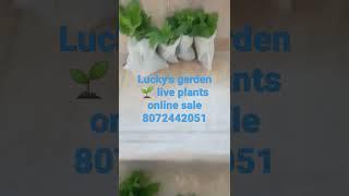 lucky's garden  live plant s online sale 8072442051