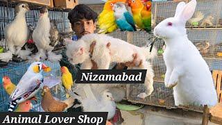 Animal lover pet's shop in Nizamabad | pigeons | Budgies | kittens | finches | cocktail & rabbits