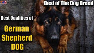 Before Buying GERMAN SHEPHERD Watch This! | Best of The Dog Breed Ep.3