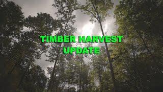 Timber Harvest Update 4 Months Later