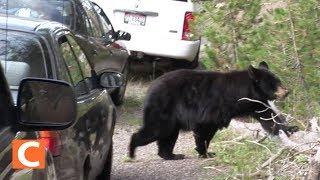 미국 국립공원의 흔한 지각 사유 '베어 트래픽(Bear Traffic)'