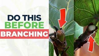 3 Ways to Grow NEW BRANCHES on Your Fiddle Leaf Fig  | Fiddle Leaf Fig Plant Resource Center