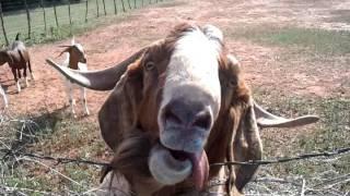 Smelly billy goat goes crazy.