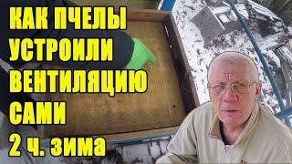 Как пчелы устраивают утепление и вентиляцию в улье 2-я часть. Зимовка пчел на улице