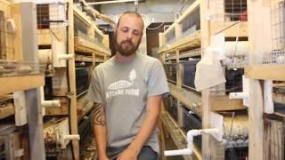 Coturnix quail in conveyor cages