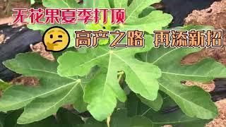 無花果苗種植第一年怎麼打頂，什麼時間打頂最適合