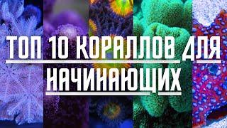 Самые ПРОСТЫЕ кораллы для морского аквариума