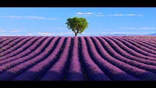 FRANCE, Valensole- Provence Alpes Côte d' Azur: Amazing Planet (4K) 2020