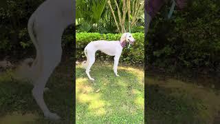 谁家丢了一根狗？？长这样 #陕西细犬