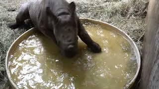 Baby Rhino Splashes In A Tiny Pool