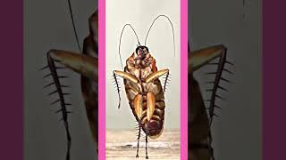 cockroach flower dance #flower #blackpink #blink #jisoosong #cockroach #shorts | videoriginality