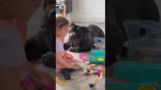 Girl & Dog : Best Friends' Daily play #DogAndGirl #BestFriends #DailyAdventures #CutePets