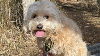 Tedi The Dog With Passport to Travel is live!