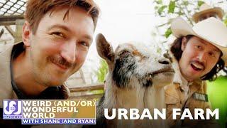 Shane and Ryan Become Urban Farmers • Weird Wonderful World