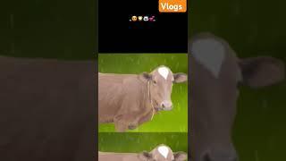 ️️vaidehi vlogs 9575।       #minivlogs #vlogs #remix #viralvideo #vloggerlife