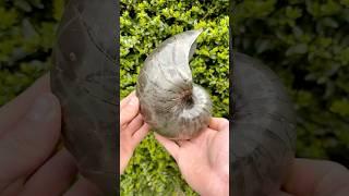 Here’s a near-perfect Iron Pyrite Nautilus from the Jurassic ️ It’s Roughly 185 Million Years Old