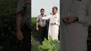 Climate change and Cotton Crop Interview with Rasool Bux Junejo