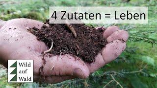 Waldboden ist LEBEN! Diese 4 Bestandteile solltest du kennen. #wildaufwald