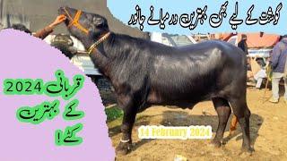 Shahpur Kanjra Mandi Latest Updates Today 2024 | Qurbani Wale Or Gosht Wale Katte | 14-Feb-2024