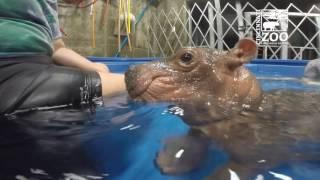 Premature Baby Hippo Fiona is 4 Months Old - Cincinnati Zoo