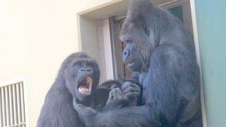 An emotional moment! Gorilla father and son reconciled after a fight. / Shabani Group