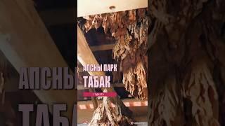 Табак ручной работы. Апсны парк, Гудаутский р-н, Абхазия