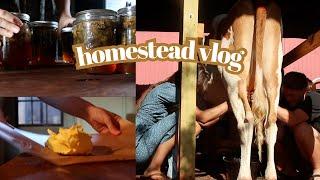 Homestead Vlog | Morning Milking, Buttermaking, Hot Cocoa, Canning Jalapenos, Baby Piglets