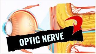 ANATOMY OF OPTIC NERVE