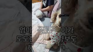 오랜만에 도도가 놀러왔어요~#푸들#봄이 #비숑#도도