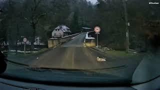 291 deers, railway  Rakovník, Zavidov, Senomaty and Lužná;old road in Bošov,Chyše-Rabštejn-Kralovice