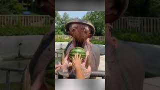 Sock: The most dangerous herbivore in Africa #8 #hippos