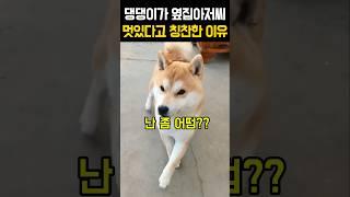 댕댕이가 옆집 아저씨 멋있다고 칭찬한 이유