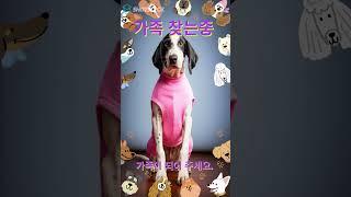 겁쟁이 콩이의 대모험! 양말 지킴이 강아지의 하루