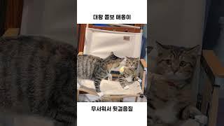 귀여운 꿀벌 하네스 착용한 쫄보 겁쟁이 고양이