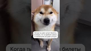 #содействиезанятости #отпуск #завал #карьера #любимаяработа #юмор
