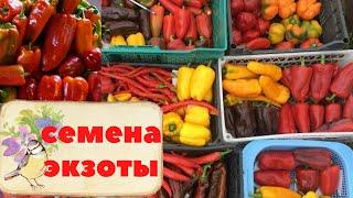 СРОЧНОЕ ВКЛЮЧЕНИЕ / УСЛЫШЬТЕ МЕНЯ / ИНФОРМАЦИЯ О ЗАКАЗАХ СЕМЯН