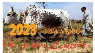 ploughing field using bulls ox or animals