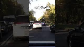ленивый и умный голубь