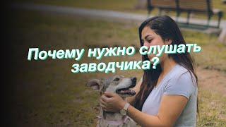 Почему нужно слушать заводчика?