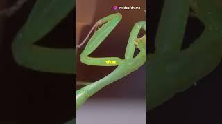 Drama at the Insect Park: The Epic Beginning