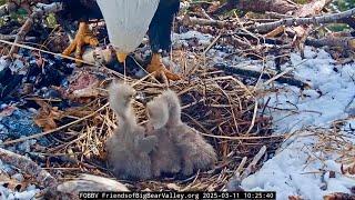 FOBBVCAM Eagles  Chick 3 Gets Big Bites After Brilliant Bonking  2025 Mar 11