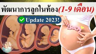 พัฒนาการทารกในครรภ์ : พัฒนาการทารกในท้อง 1-9 เดือน (2023) | พัฒนาการเด็กในท้อง | คนท้อง Everything